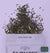 Improper Cup Tea 50 Shades Of Earl Grey - Black